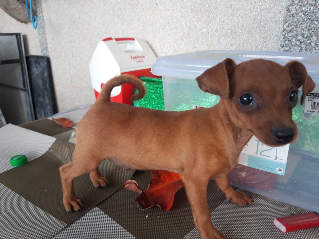 Micro mini pinscher clearance