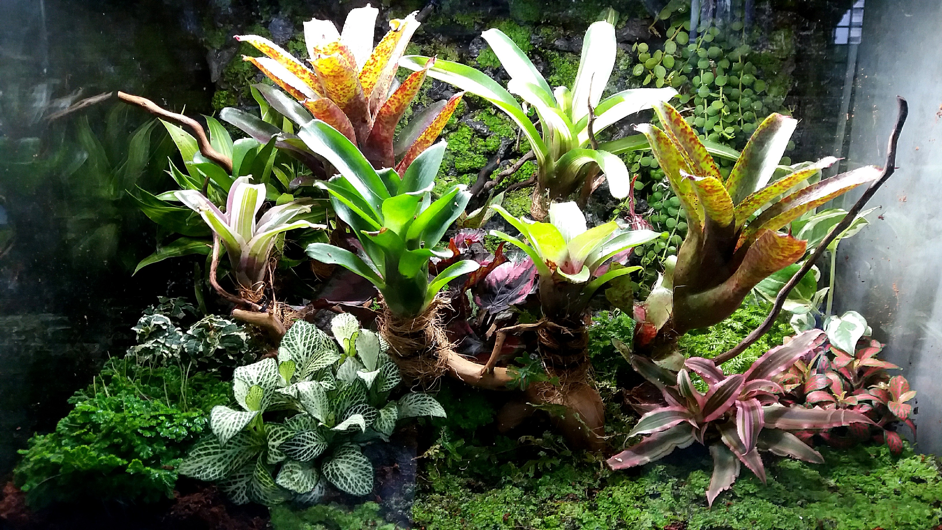 Planted Tank Custom Design Paludarium Vivarium And Terrarium Gardening Plants On Carousell