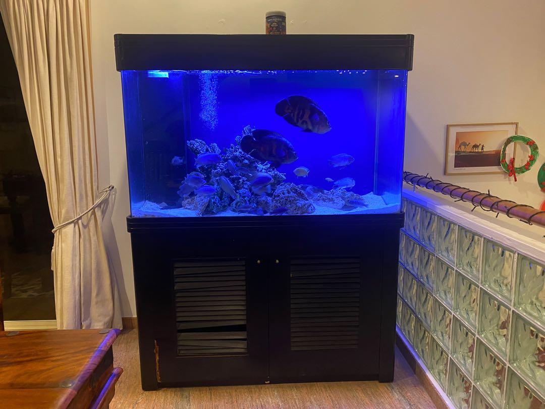 Free tropical fish to good home top