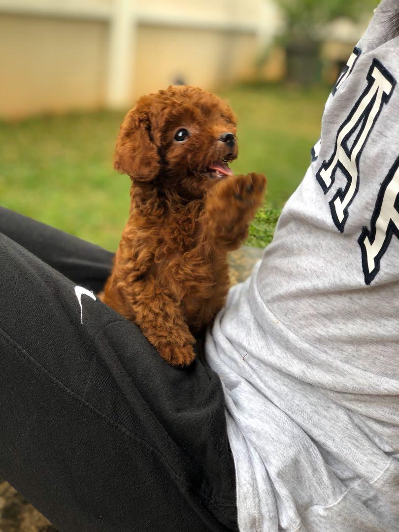Red Toy Poodle Perlengkapan Hewan Aksesoris Hewan Di Carousell