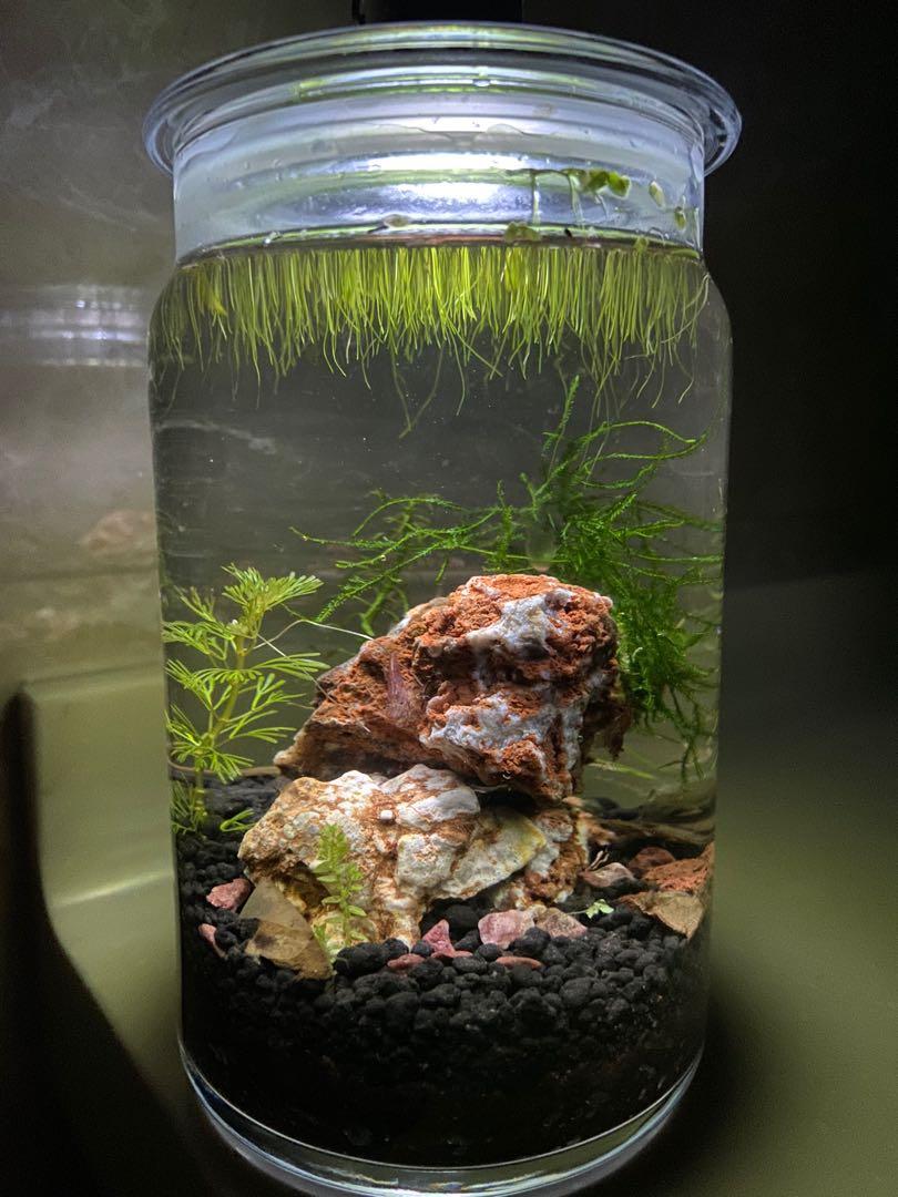 tabletop aquarium