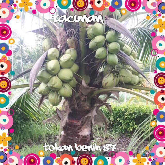 Anak Pokok Kelapa Tacunan Grade A Home Furniture Gardening On Carousell