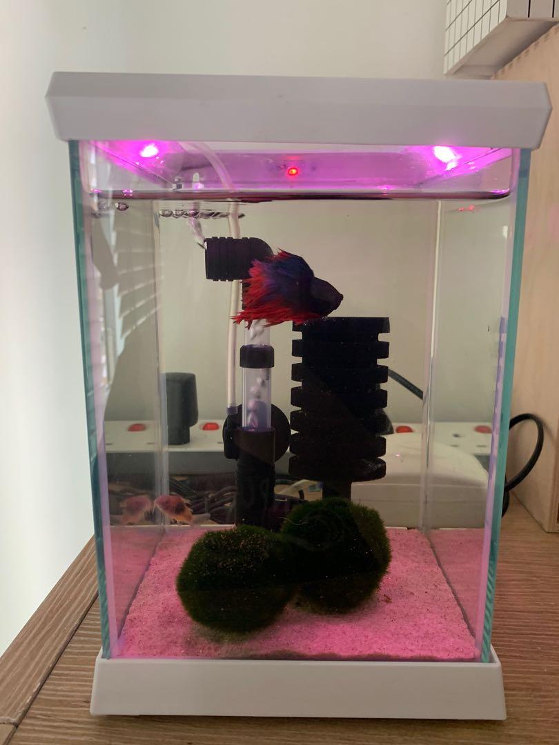 Betta Betera / Pecera Kit Betta Flora LED De 2 Litros. Con Luz De LED Sistema De Hidroponia Pr361537 Aquarium Kit