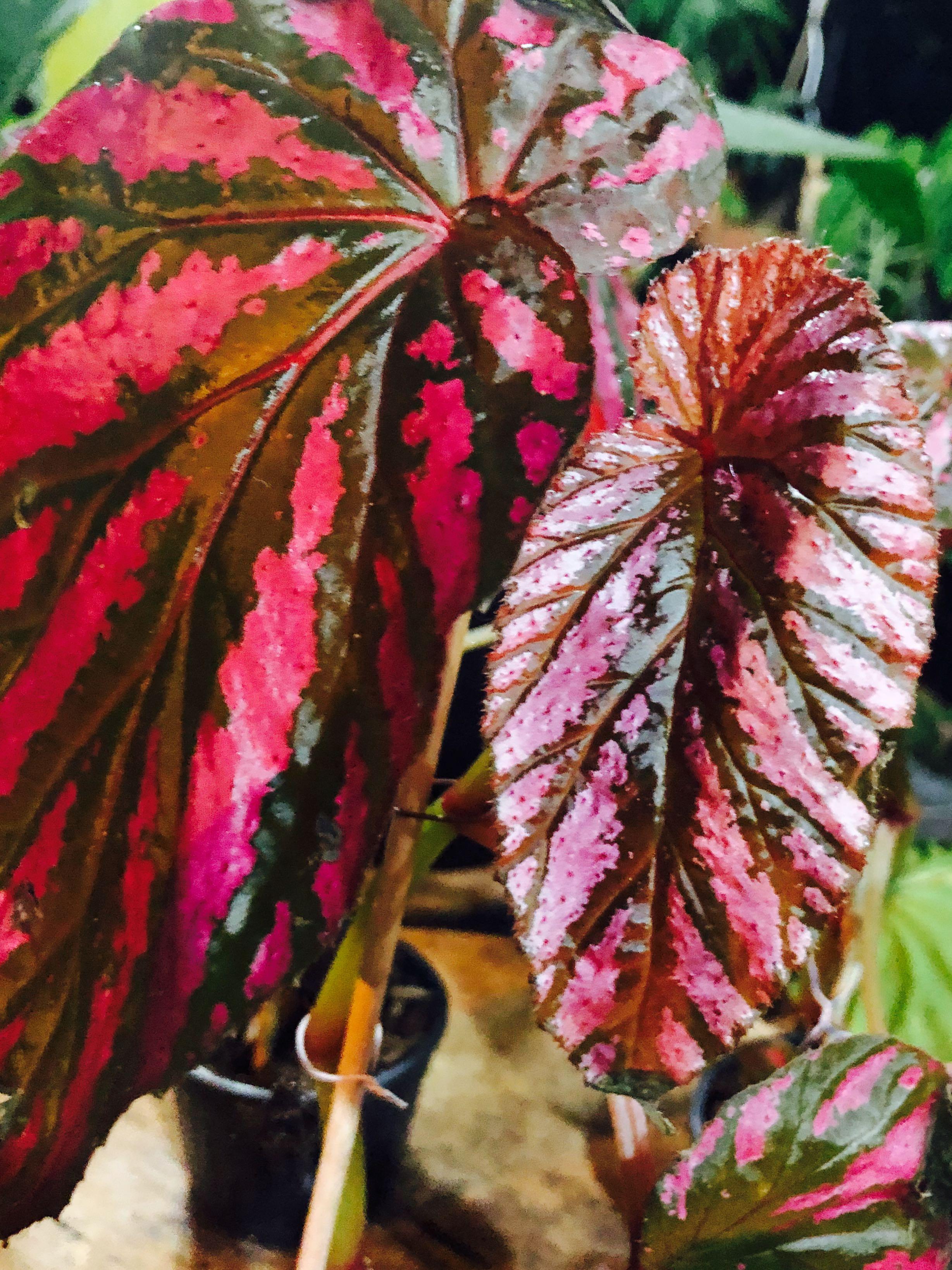 Begonia Brevirimosa Exotica Pink Home Furniture Gardening On Carousell