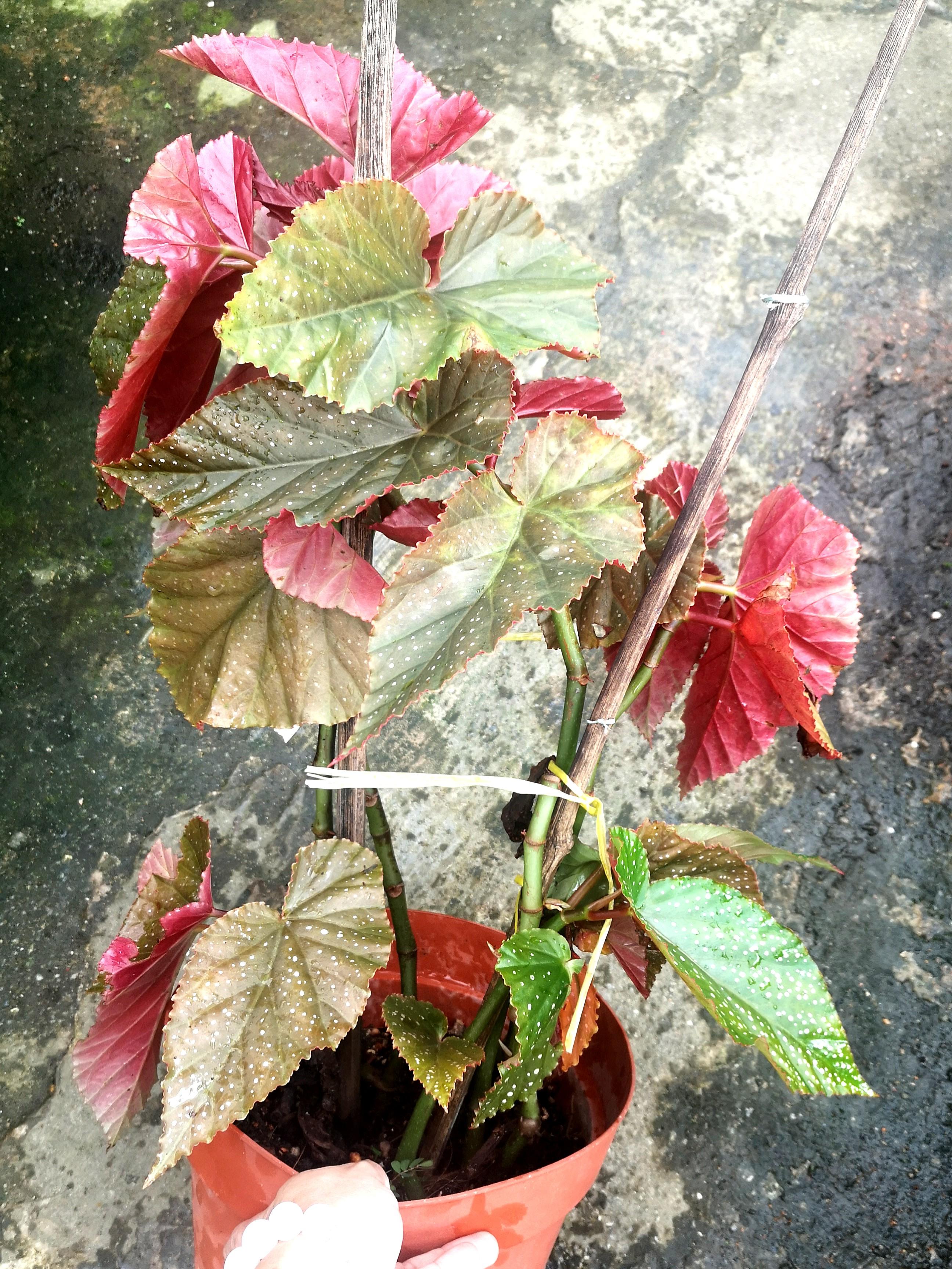 ? (rare & big) Begonia Angel Wing 'Dotsy', Furniture & Home Living,  Gardening, Gardening Tools & Ornaments on Carousell