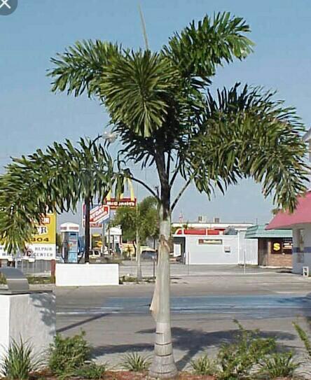 Pokok Hiasan Pinang Ekor Tupai Home Furniture Gardening On Carousell