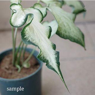 Caladium White Gardening Carousell Malaysia