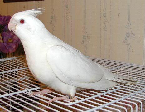 Anak suap cockatiel Albino whiteface pied Pet Supplies Homes