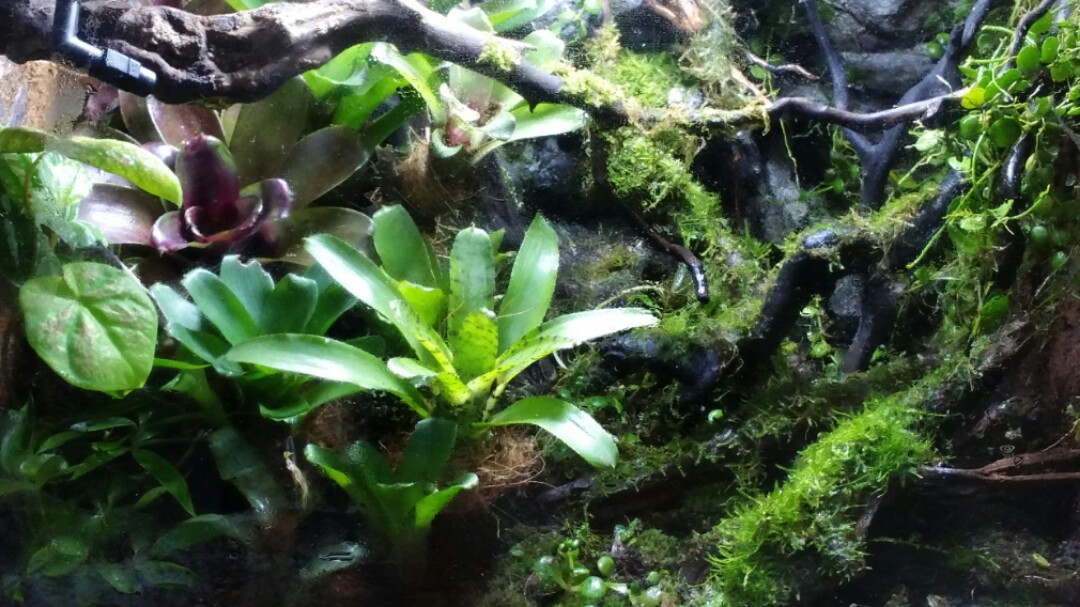 Connect To Nature Habitat Custom Paludarium Vivarium And Terrarium Tank Design Gardening Plants On Carousell
