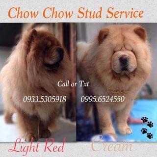 Chow Chow for STUD Service only Light red chow and Cream chowchow