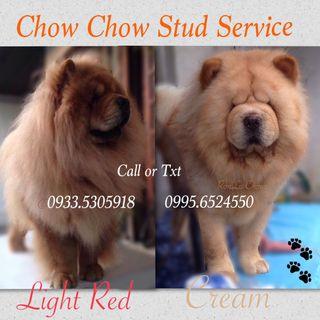 Puppies For Sale View All Puppies For Sale Ads In Carousell Philippines