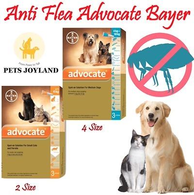 advocate for dogs and cats