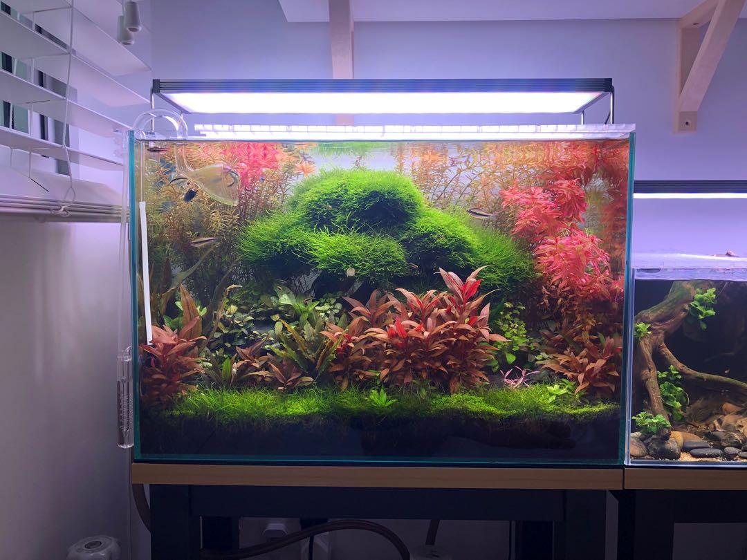 2 feet 2024 aquarium