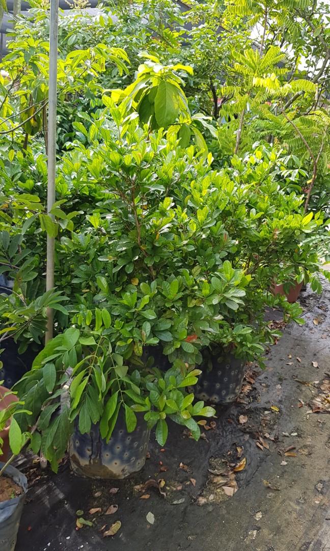 Fruit Plant Synsepalum dulcificum / Miracle fruit , miracle berry