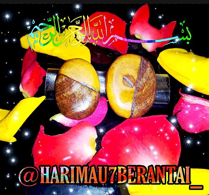 Permata Kayu Bunian Gabungan Kayu Penunduk Gajah Free Same Day Delivery Hobbies Toys Memorabilia Collectibles Religious Items On Carousell