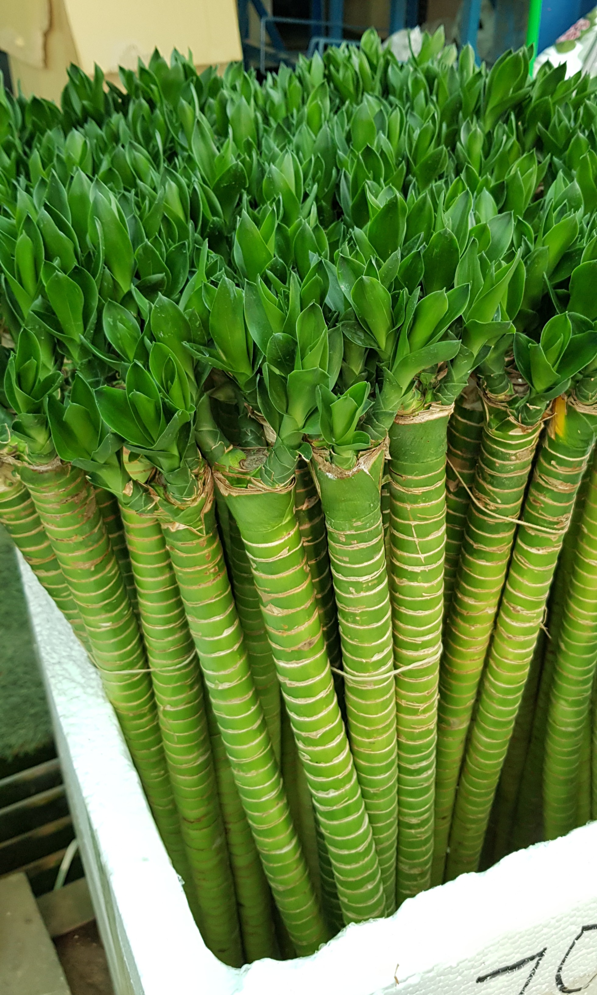 Plant Multihead bamboo sticks, Gardening, Plants on Carousell