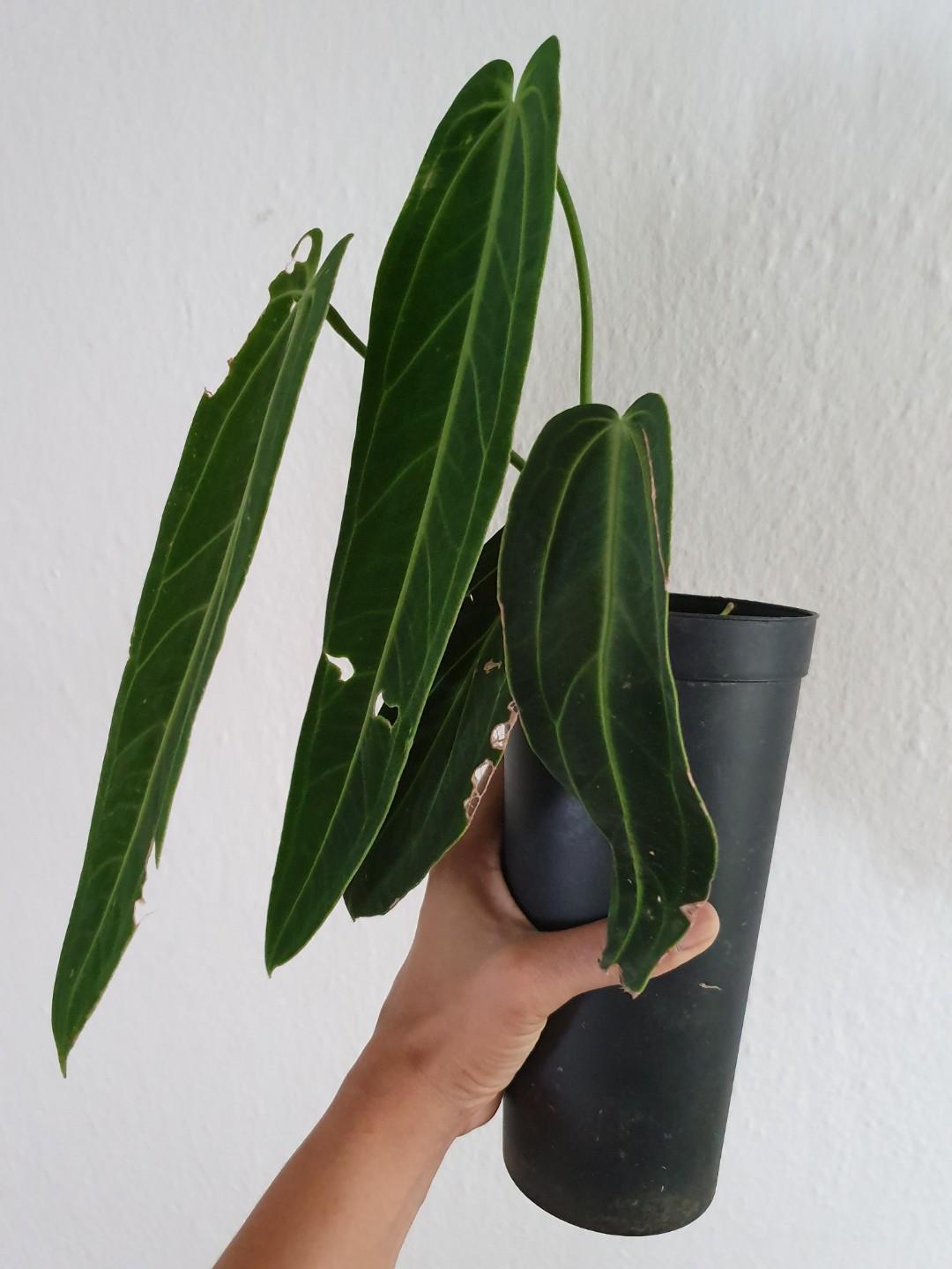RARE Dark Form Queen Anthurium / Anthurium Warocqueanum 35cm leaf