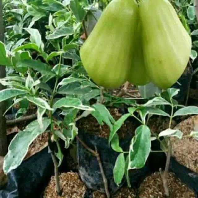 Tanaman Jambu Air Madu Deli Variegata 400g Sold Furniture Home Living Gardening Plants Seeds On Carousell