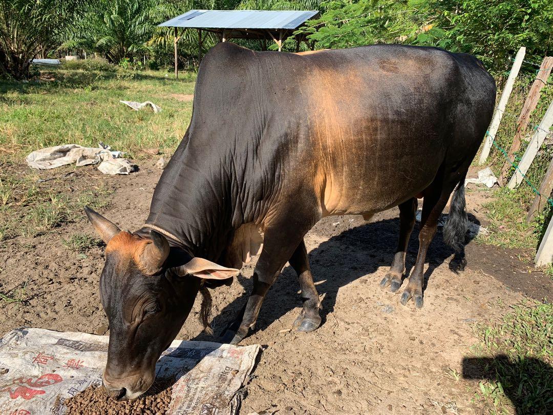 Kereta Lembu Untuk Dijual
