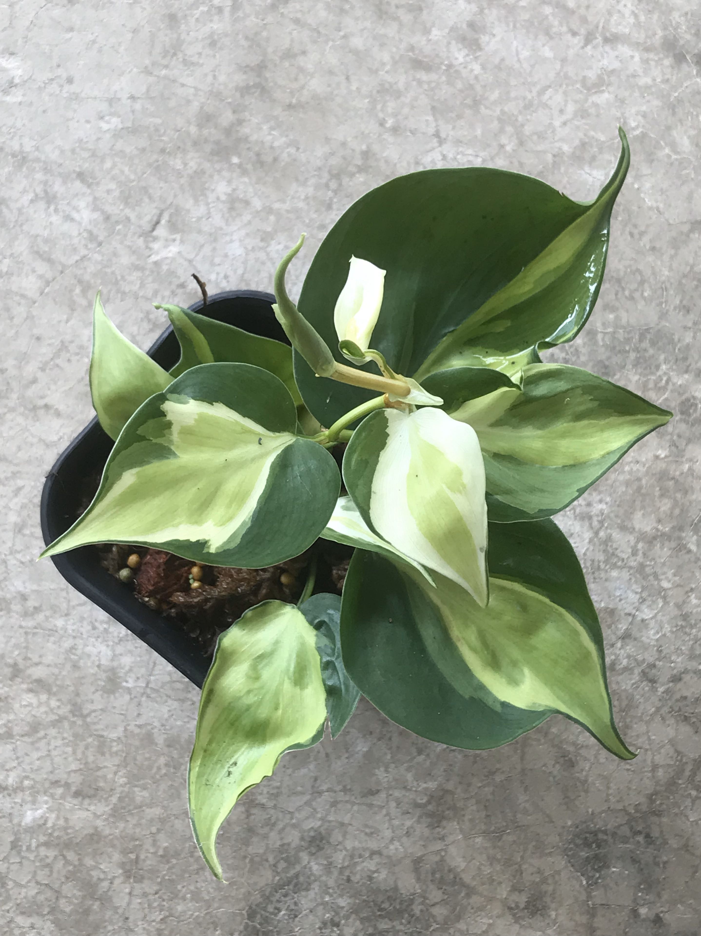 Philodendron Gabby Furniture Home Living Gardening Plants Seeds On Carousell