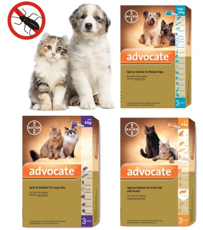 advocate for dogs and cats