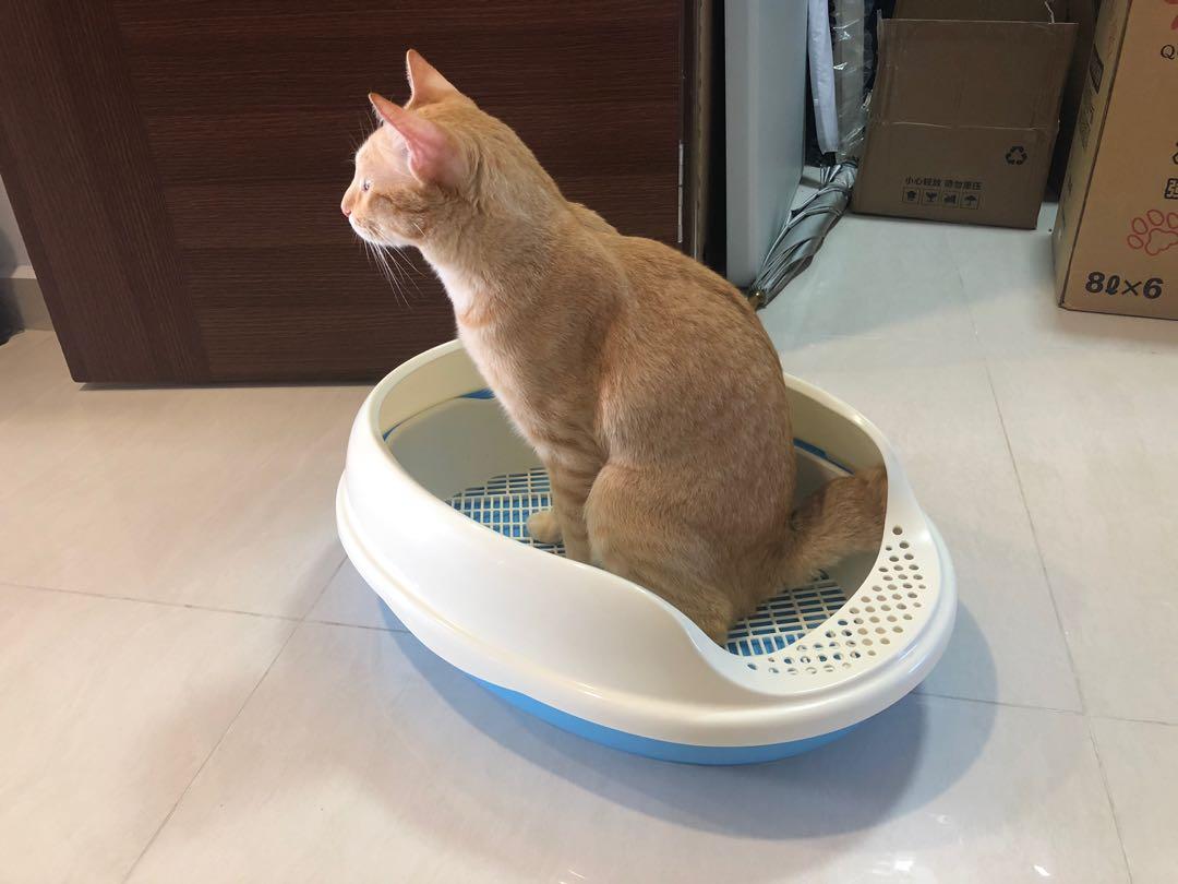 Cat Litter Tray with sieve and step platform, Pet Supplies, Homes