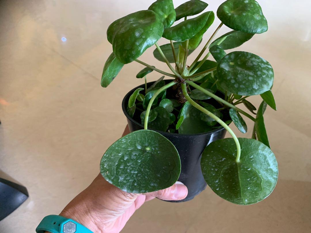 Pilea Peperomioides for sale, Gardening, Plants on Carousell