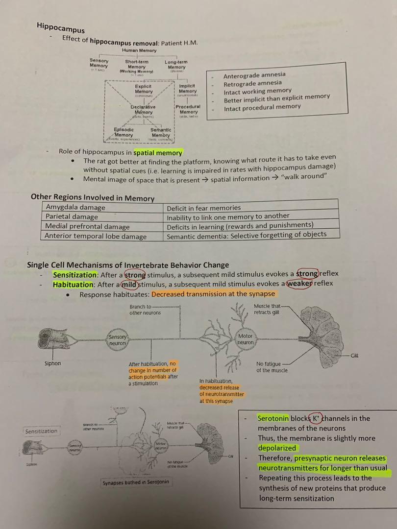 PL3232 Notes (A) (Category: Assessment Books) located in Singapore. Submitted by odairheis (Listing ID 270569268, Image 3). Description: PL3232 Biological Psychology Notes Took in AY19/20 Semester 1 under Dr Camilo Libedinsky (E-copy) Summaries of each chapter based on the lecture and tutorial notes, with 11 chapters in total - Useful for the weekly quizzes because you will know what is focused on - Summarised well with diagrams for visual aids -
