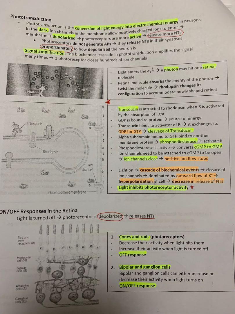 PL3232 Notes (A) (Category: Assessment Books) located in Singapore. Submitted by odairheis (Listing ID 270569268, Image 2). Description: PL3232 Biological Psychology Notes Took in AY19/20 Semester 1 under Dr Camilo Libedinsky (E-copy) Summaries of each chapter based on the lecture and tutorial notes, with 11 chapters in total - Useful for the weekly quizzes because you will know what is focused on - Summarised well with diagrams for visual aids -