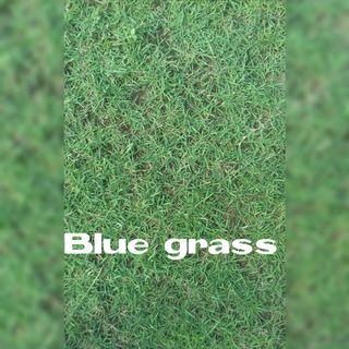 Frog grass ,Carabao grass, Blue grass