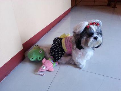 Dog Dress