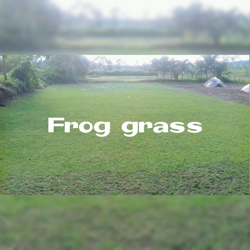 Frog grass ,Carabao grass, Blue grass, Furniture & Home Living ...