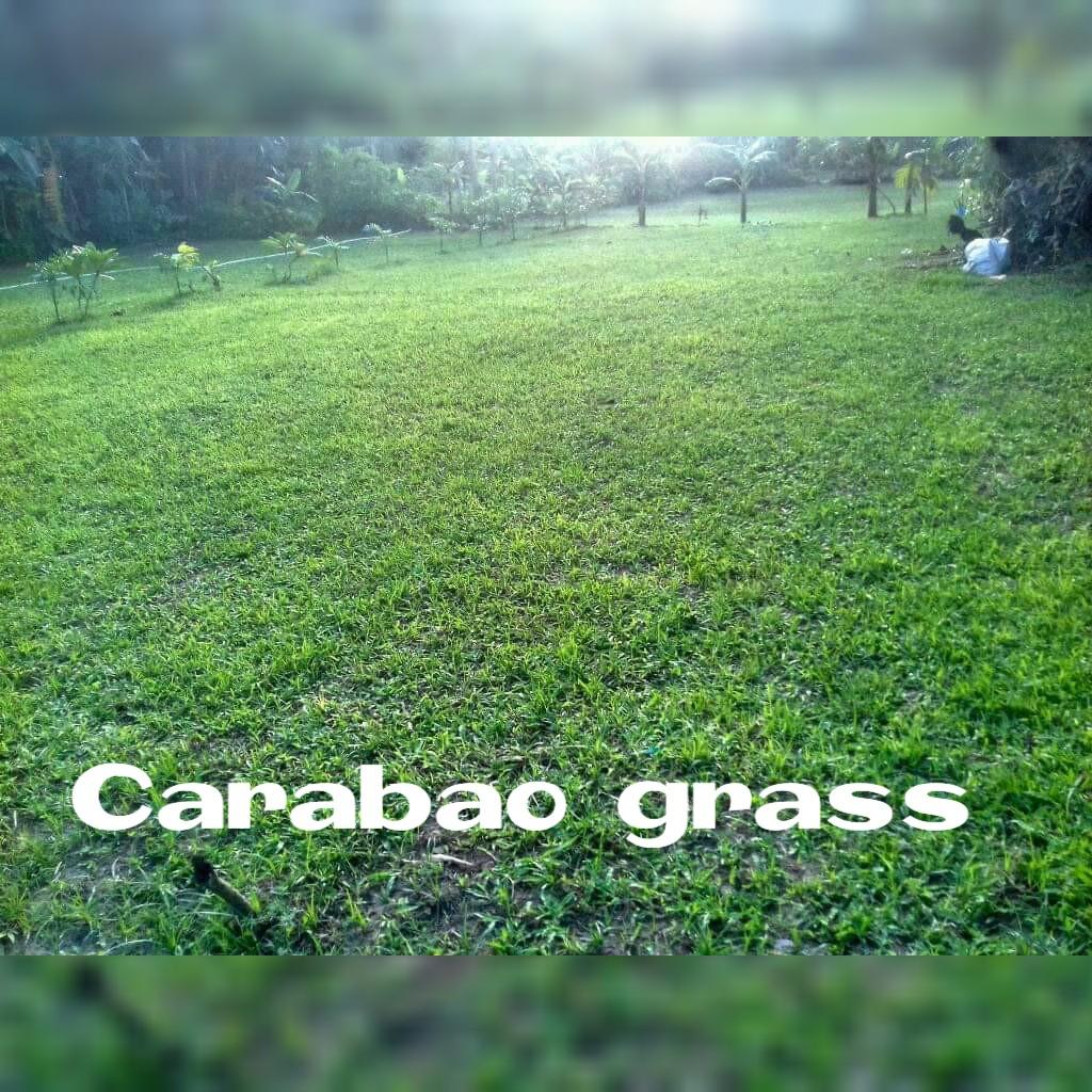 Frog Grass Carabao Grass Blue Grass Gardening Flowers Plants On Carousell