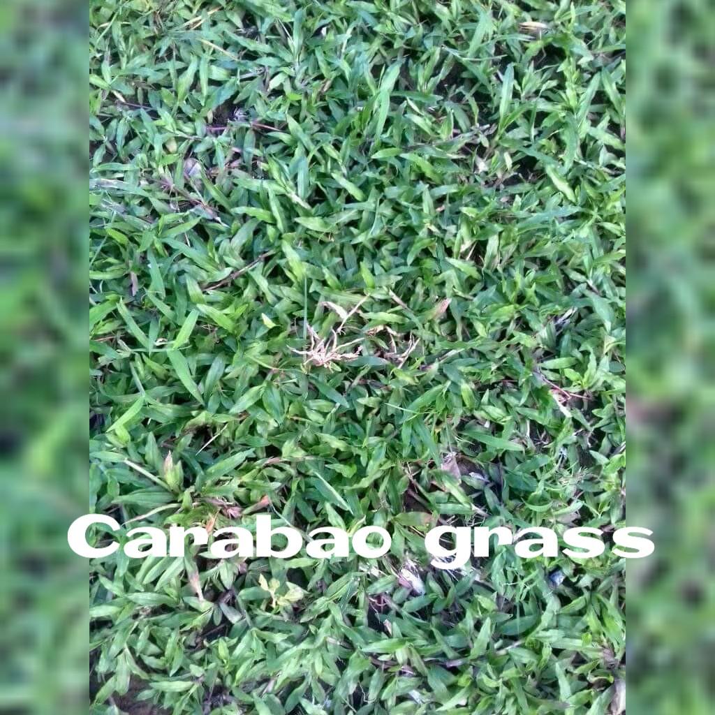 Frog grass ,Carabao grass, Blue grass, Furniture & Home Living ...