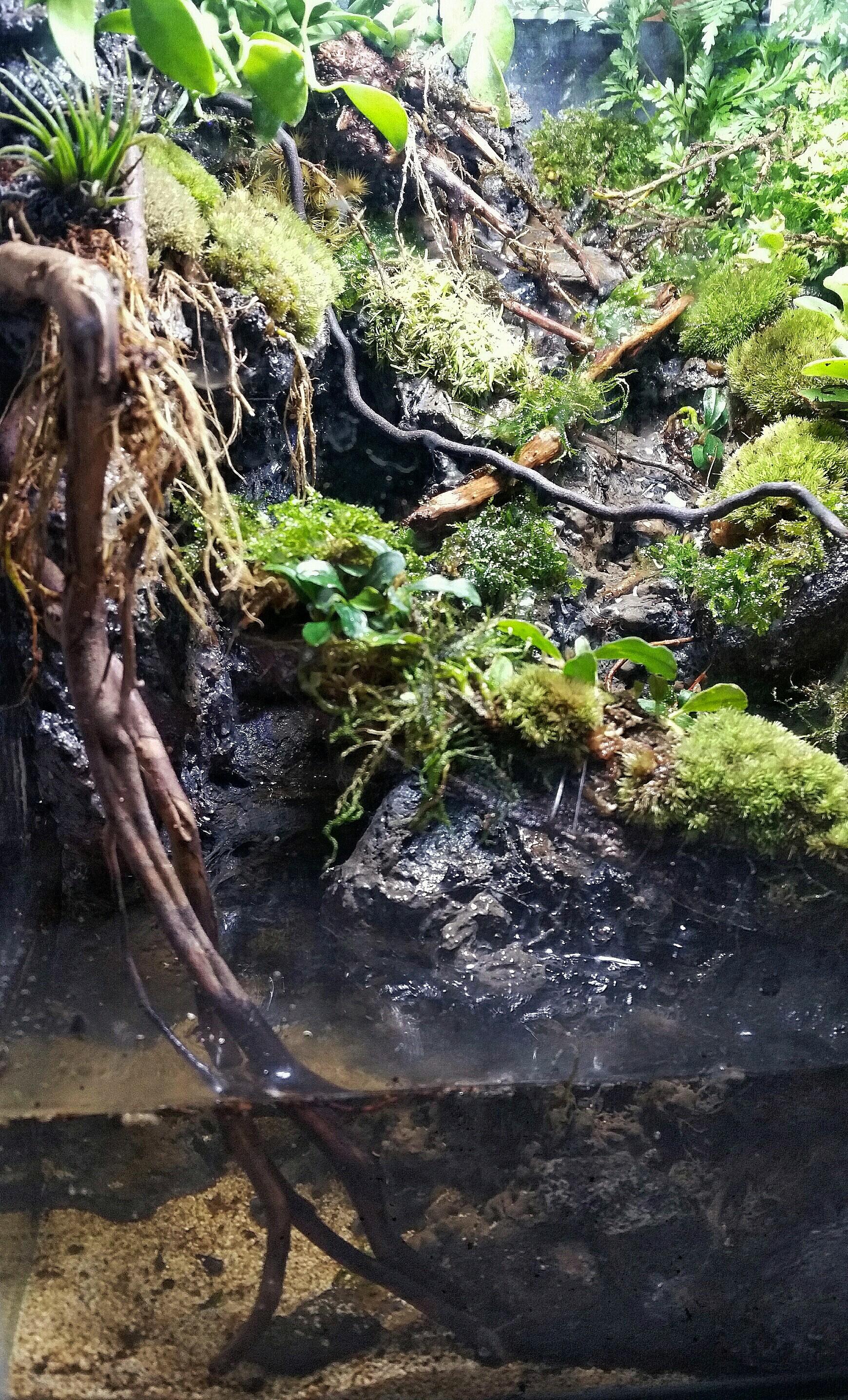 Custom rainforest paludarium with waterfall stream., Pet