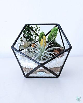 Aerium: Fresh Alley with green botanicals and air plant