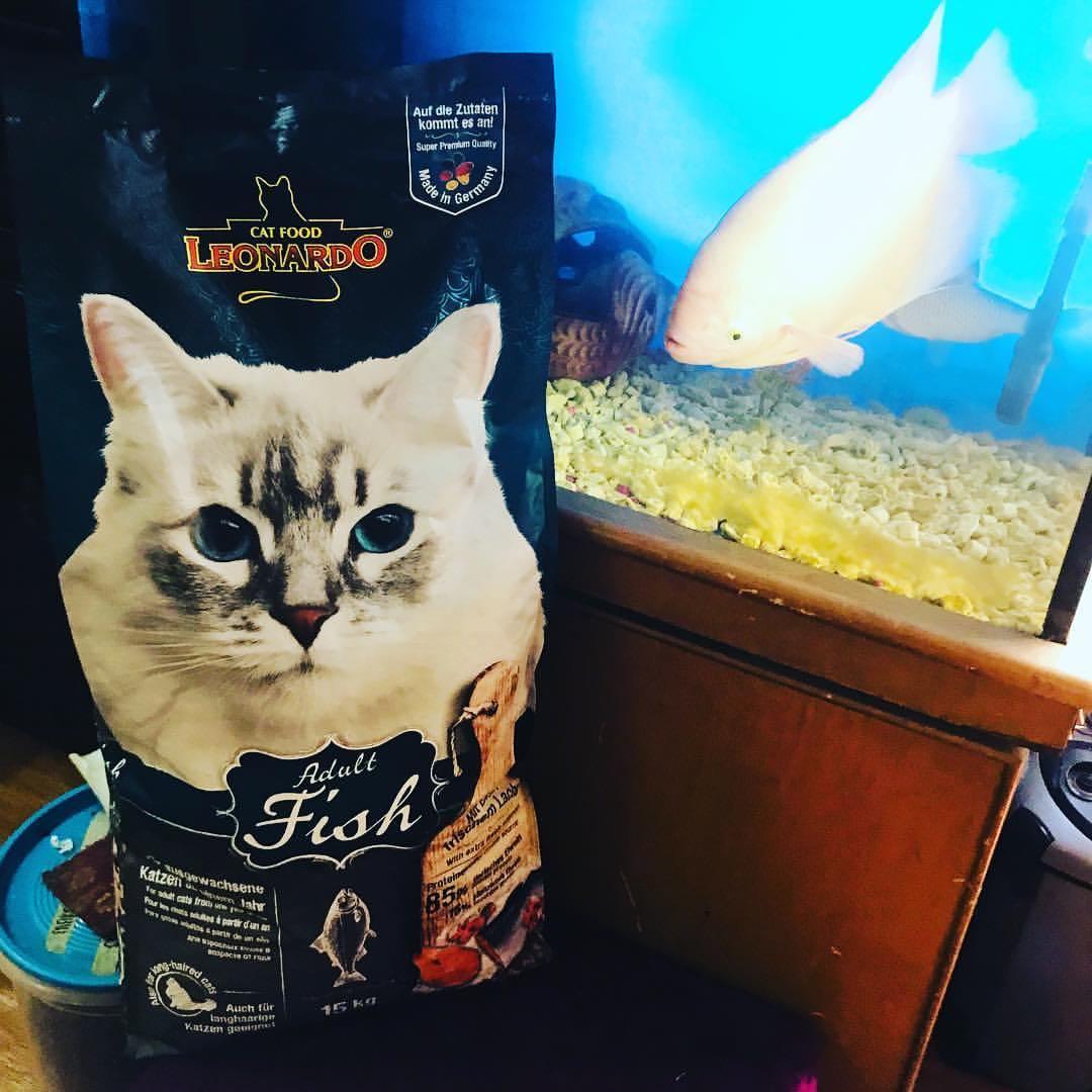Leonardo Cat Food, Pet Supplies, Pet Food on Carousell