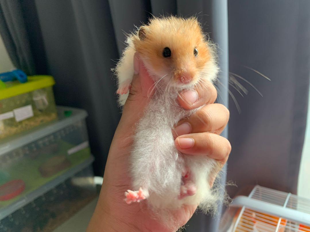 Aggregate 133+ long haired hamster latest