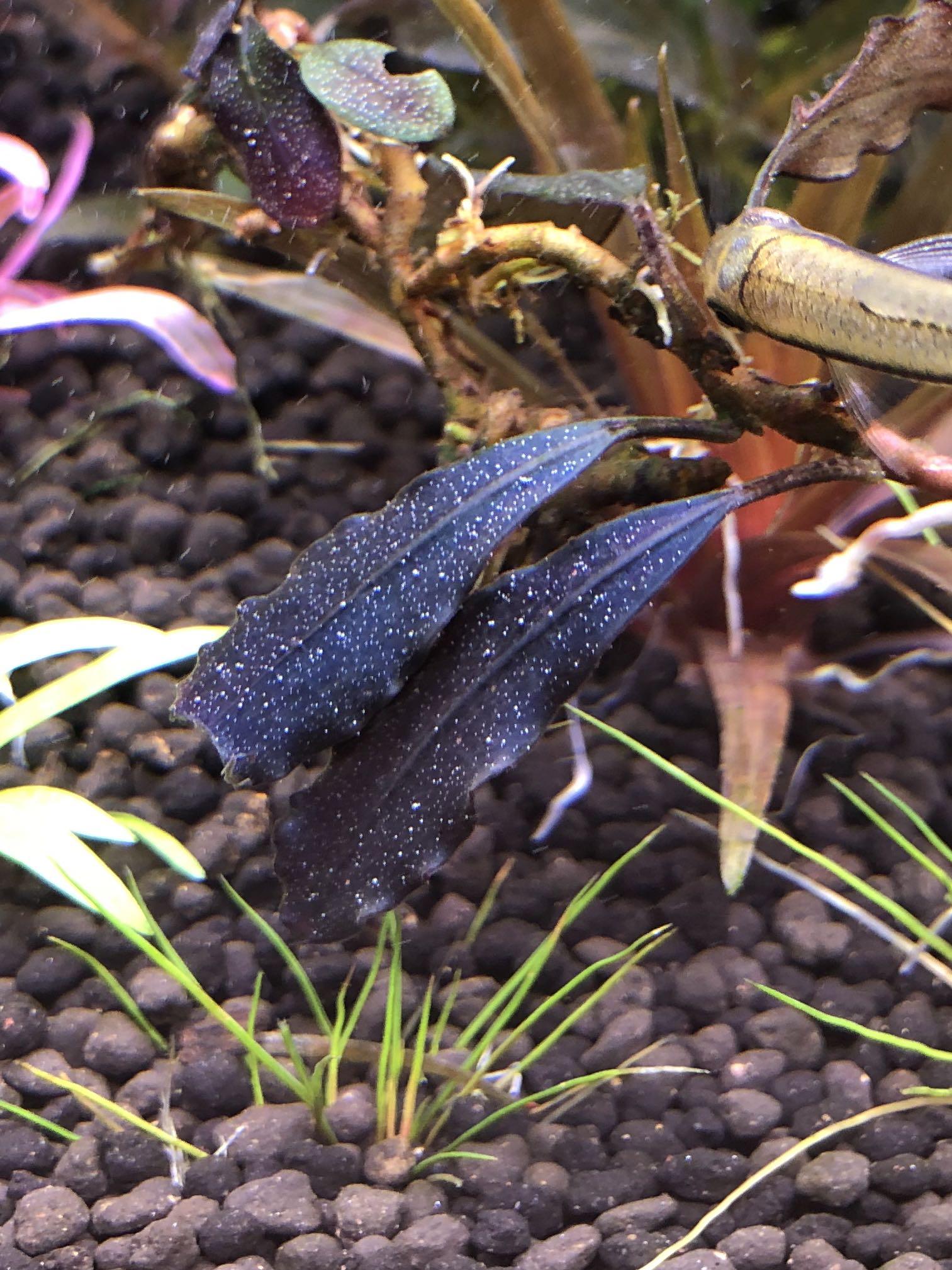 らくらくメ Bucephalandra sp. Brownie Ghost 2011 9AquRm43390083034 までの