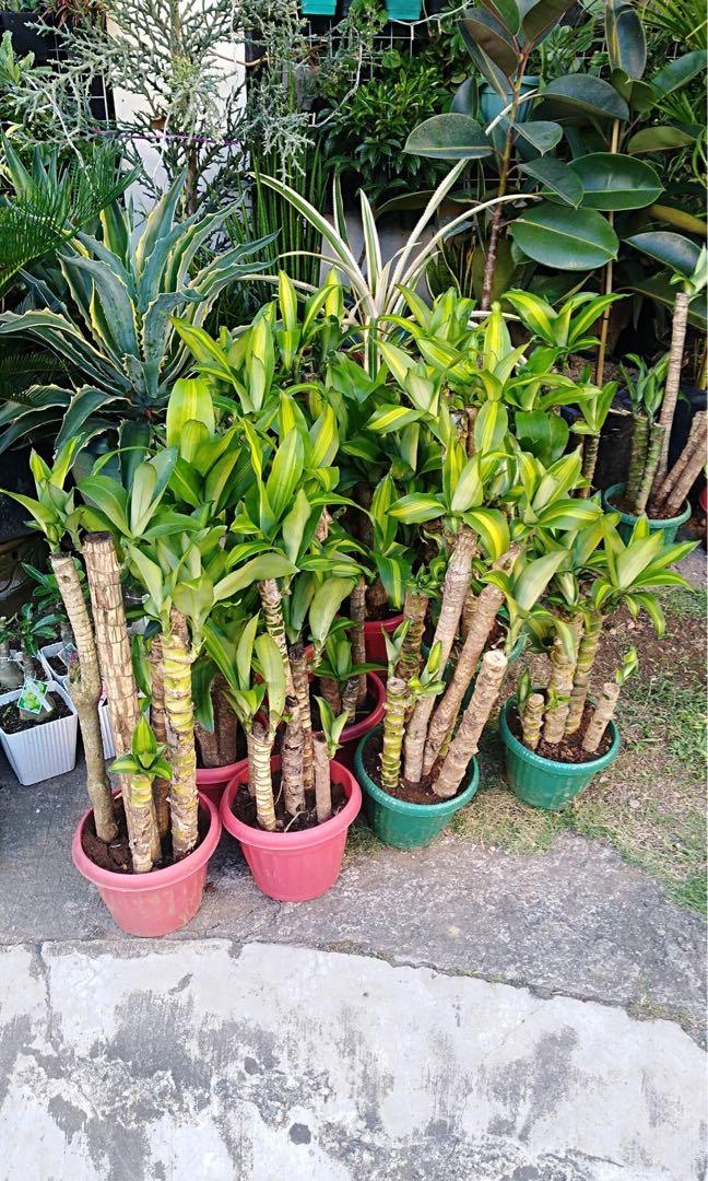 Fortune plant with pot, Furniture & Home Living, Gardening Fortune plant with pot, Furniture & Home Living, Gardening
