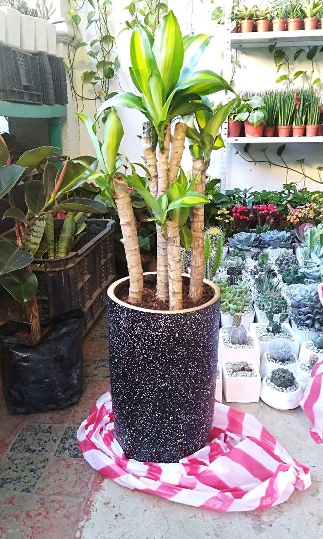Fortune plant with pot, Furniture & Home Living, Gardening Fortune plant with pot, Furniture & Home Living, Gardening