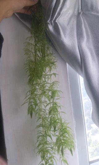 水草co2 寵物用品 Carousell Hong Kong