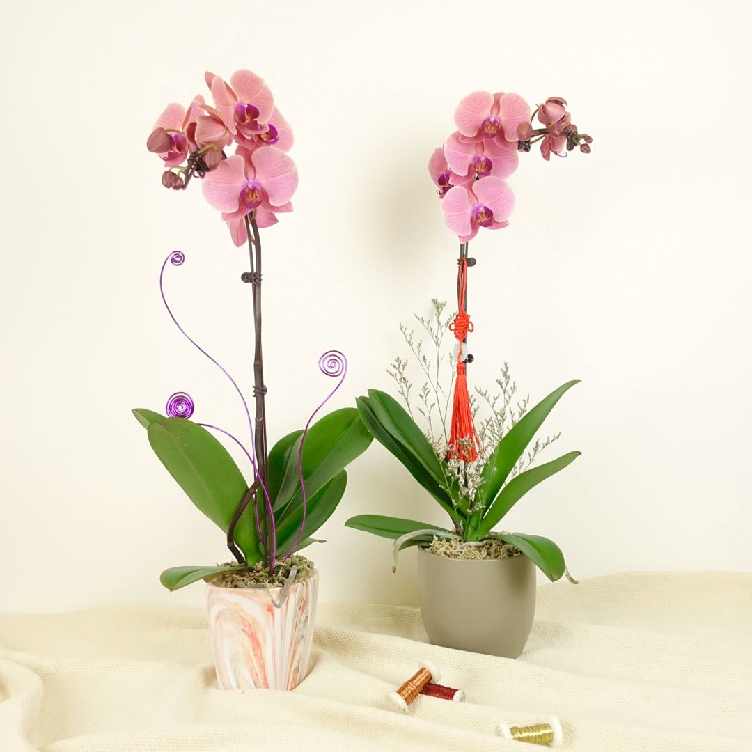 CNY 2020 | Phalaenopsis Orchid Pot with Decorations | Chinese New Year ...