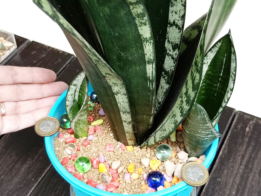 🐍 Rare Sansevieria Whitney aka Silver Flame Pups for sale