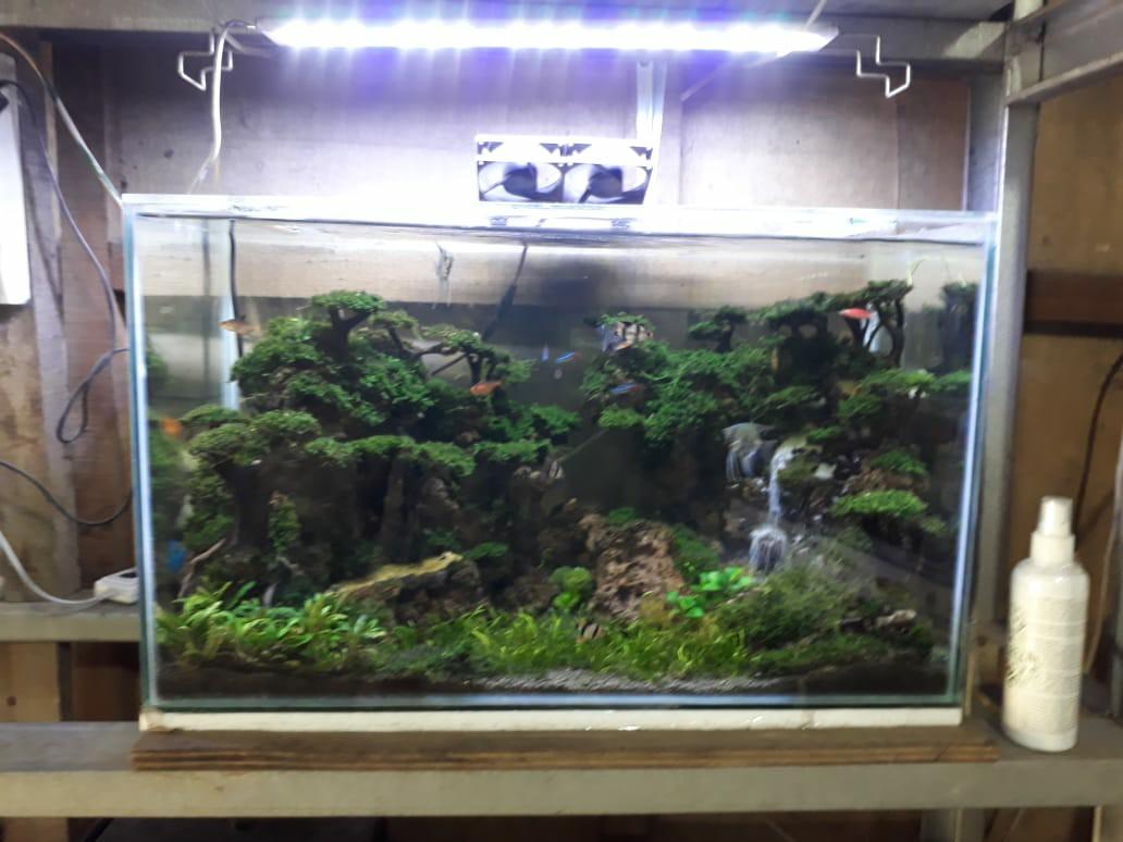 Aquascape Perlengkapan Hewan Aksesoris Hewan Di Carousell Jasa pembuatan aquascape depok