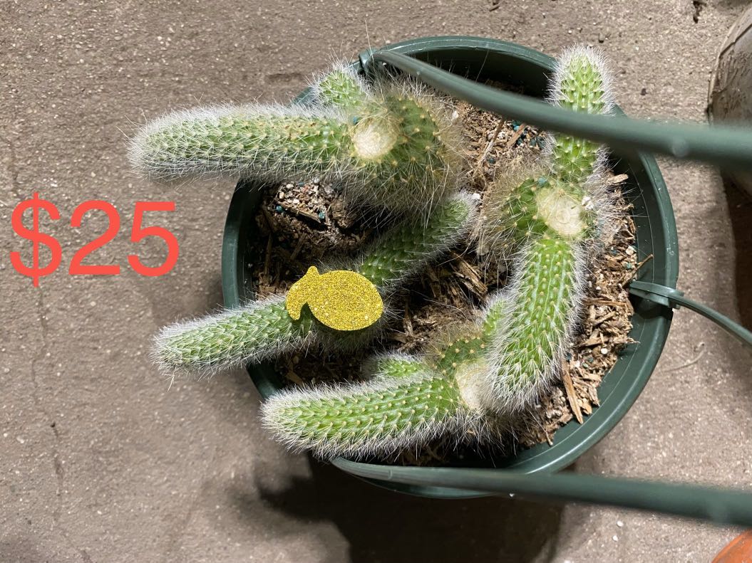 Monkey tails hanging basket 8” plants