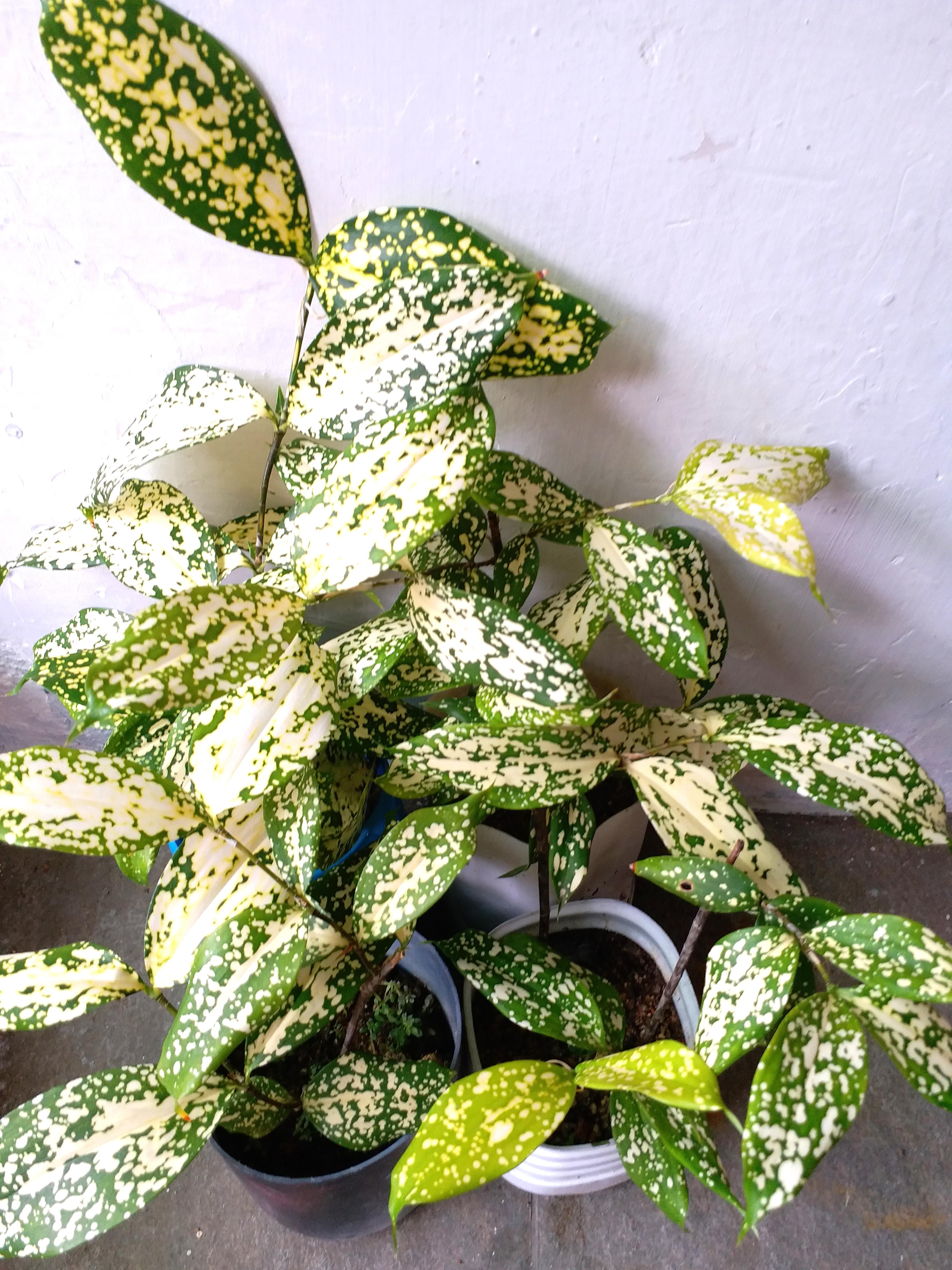 花葉青木觀葉植物年花盆栽特價plant Mini Outdoor Sale 傢俬 家居 家居裝飾 人工植物盆栽 Carousell