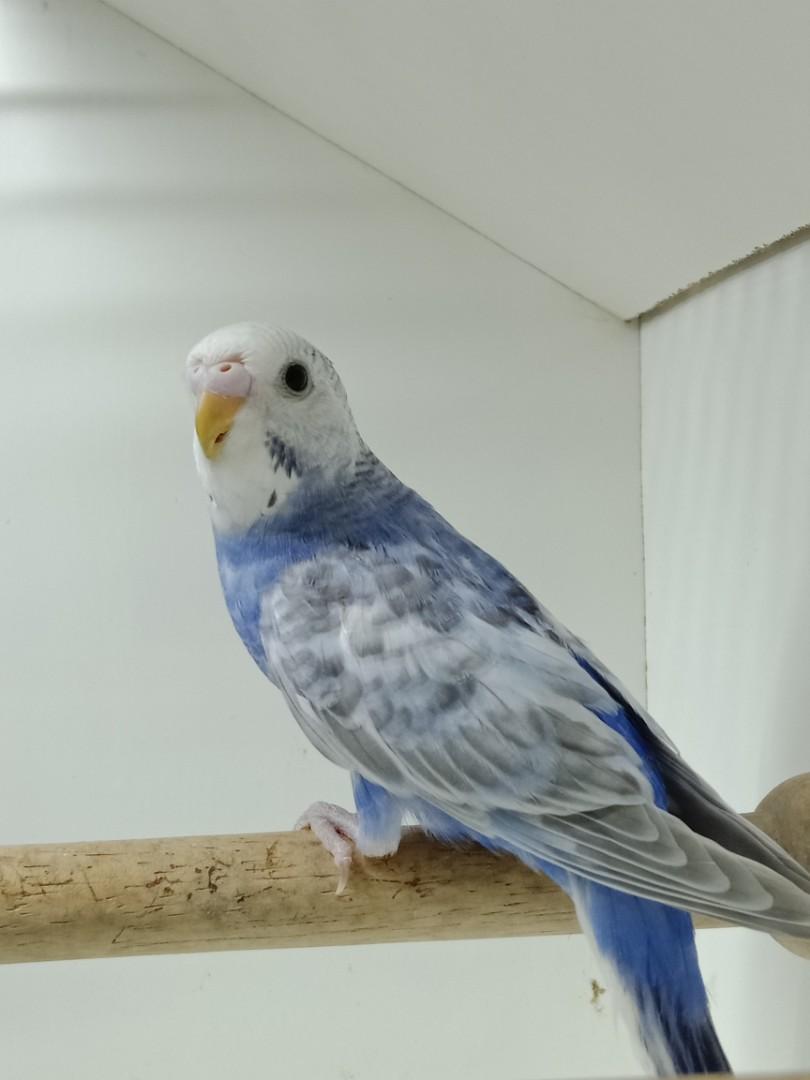 Burung budgie best sale