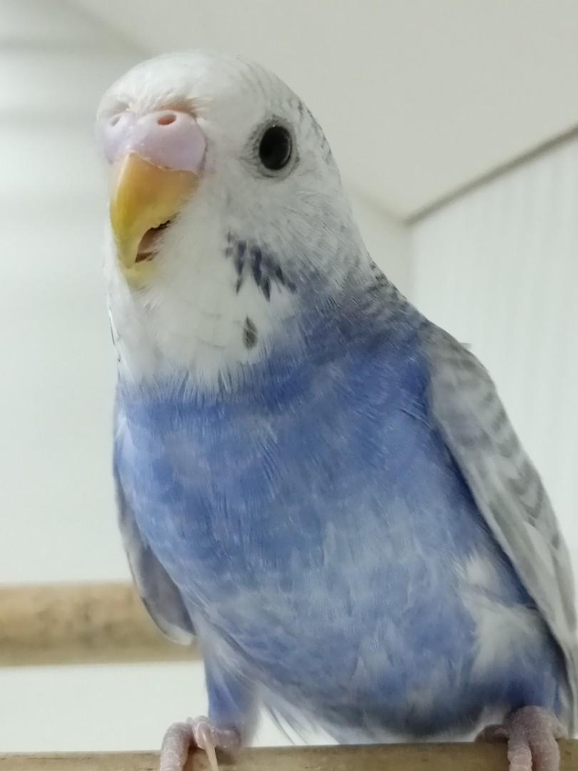 Burung Baji Budgie C Pet Supplies Pet Accessories On Carousell