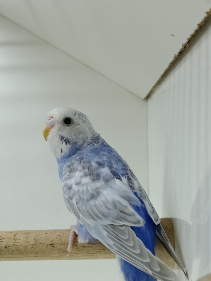 Burung Baji Budgie C Pet Supplies Pet Accessories On Carousell